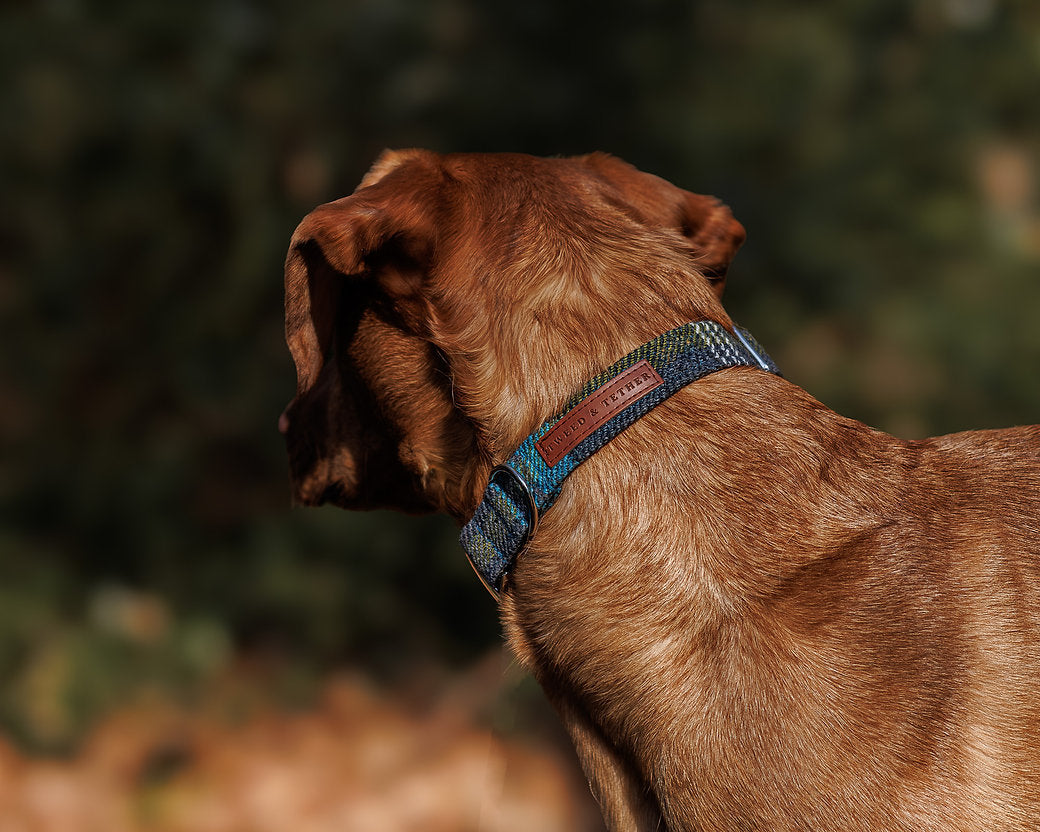 Tweed & Tartan Dog Collar