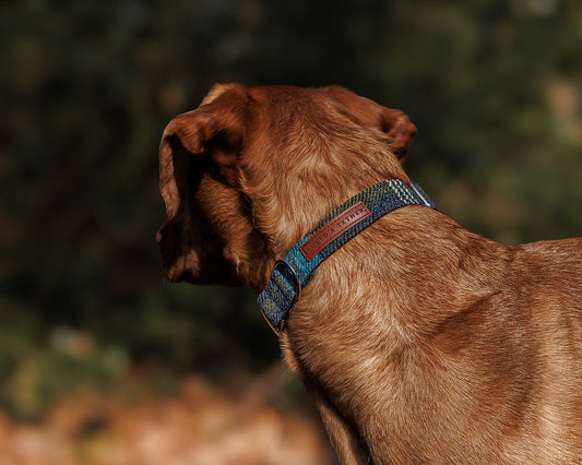 Tweed & Tartan Dog Collar